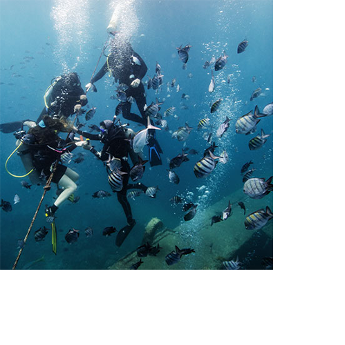 рыбы в океане