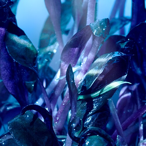 гелевые микрокапсулы с эликсиром Miracle Broth